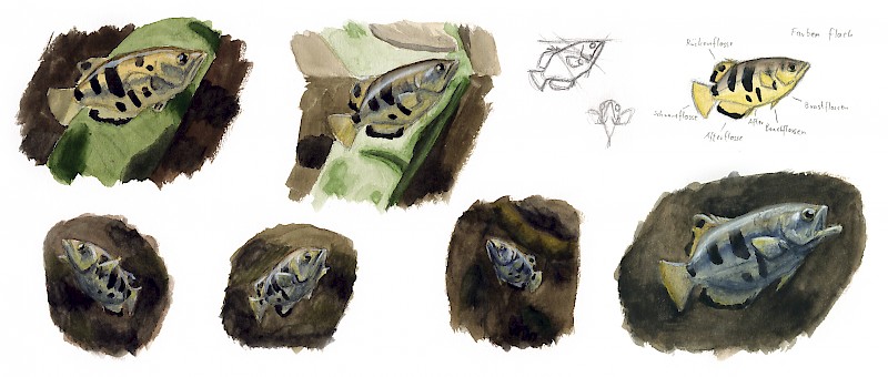 Gefleckter Schützenfisch, Aquarellstudien, Silvana Dettmann