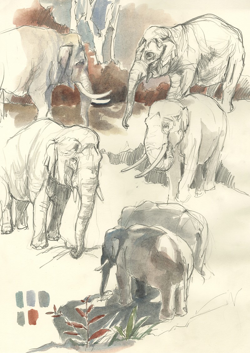 Elefanten, Bleistift und Aquarell auf Papier, Selina Bächli