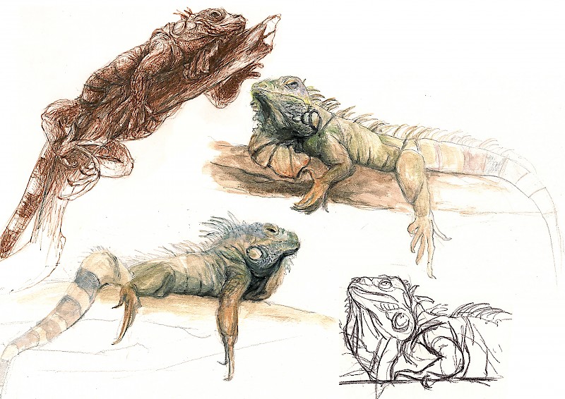 Leguan, Buntstift auf Papier, Deborah Lüscher