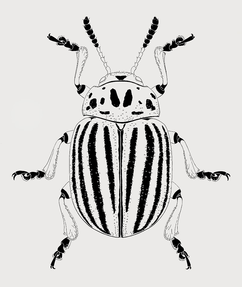 Leptinotarsa, Tuscheumestzung, Ursina Bärtschi