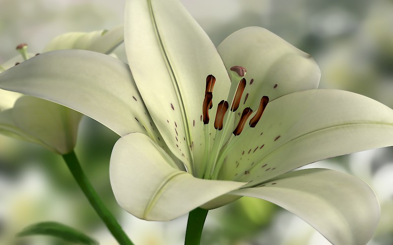 Lile, 3D-Rendering, Bernadette Rawyler