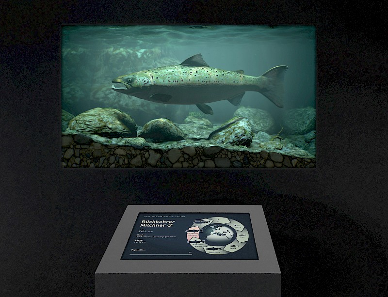 Das Aquarium als Bühne. Für jedes Entwicklungsstadium wurde ein Gewässerausschnitt nachgebaut.