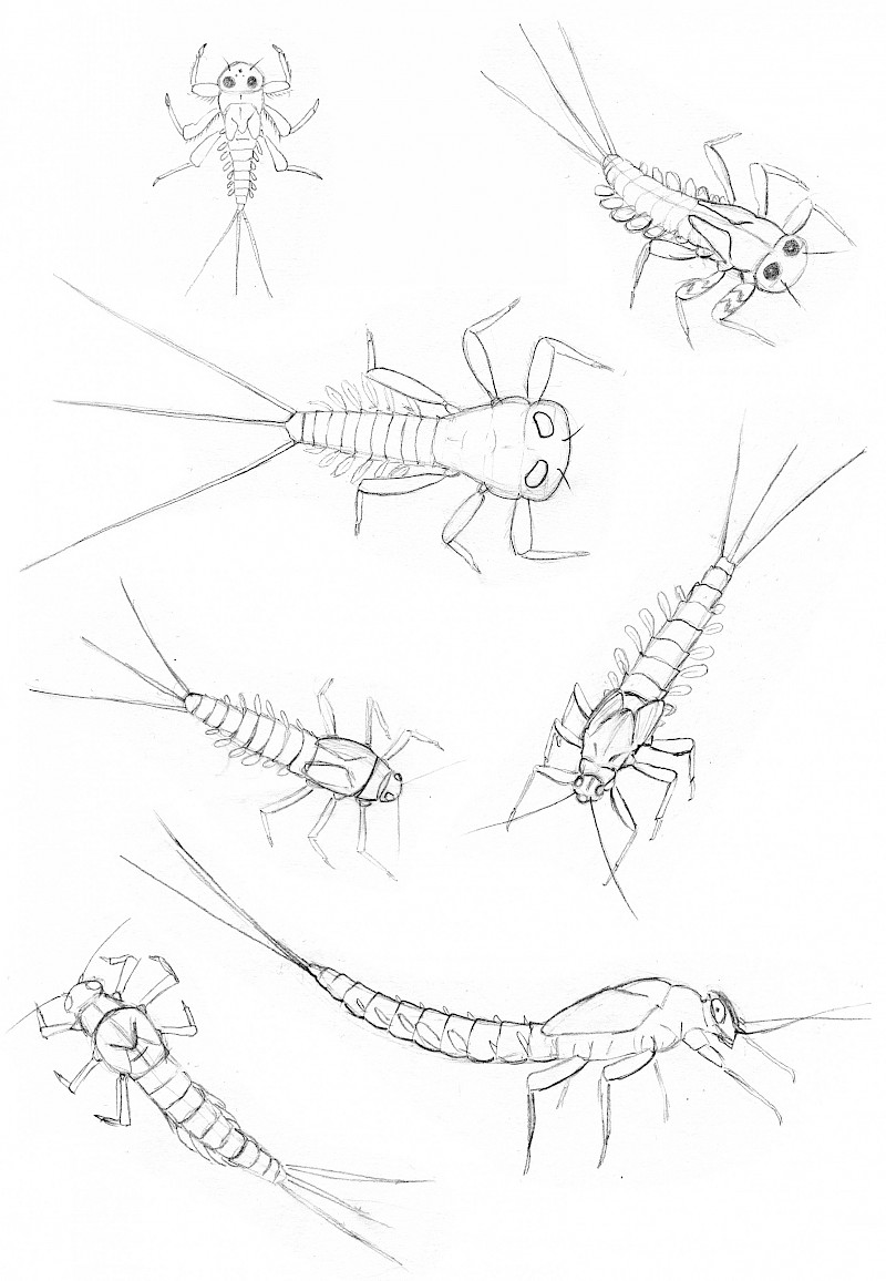 Das Skizzieren des Tieres in verschiedenen Ansichten hat geholfen, die beste Position für die definitive Illustration zu finden.