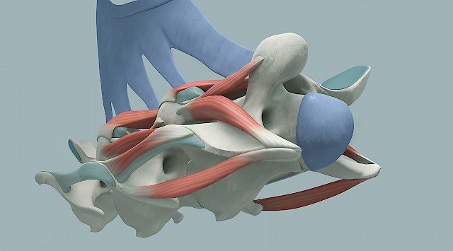 Form und Funktion – Wirbelkörper im Detail. Oxana Kaunova, BA-Arbeit 2014
