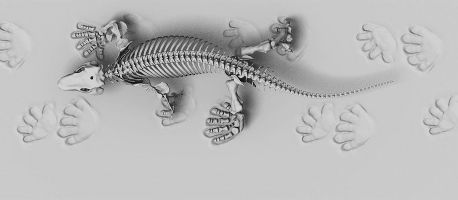 Rekonstruktionsprojekt „Orobates pabsti“, Design von Jonas Lauströer, Amir Andikfar, 2015, in Kooperation mit Prof. John Nyakatura, Exzellenzcluster «Bild Wissen Gestaltung. Ein interdisziplinäres Labor», Humboldt-Universität zu Berlin