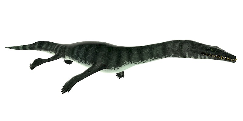 Ceresiosaurus calcagnii