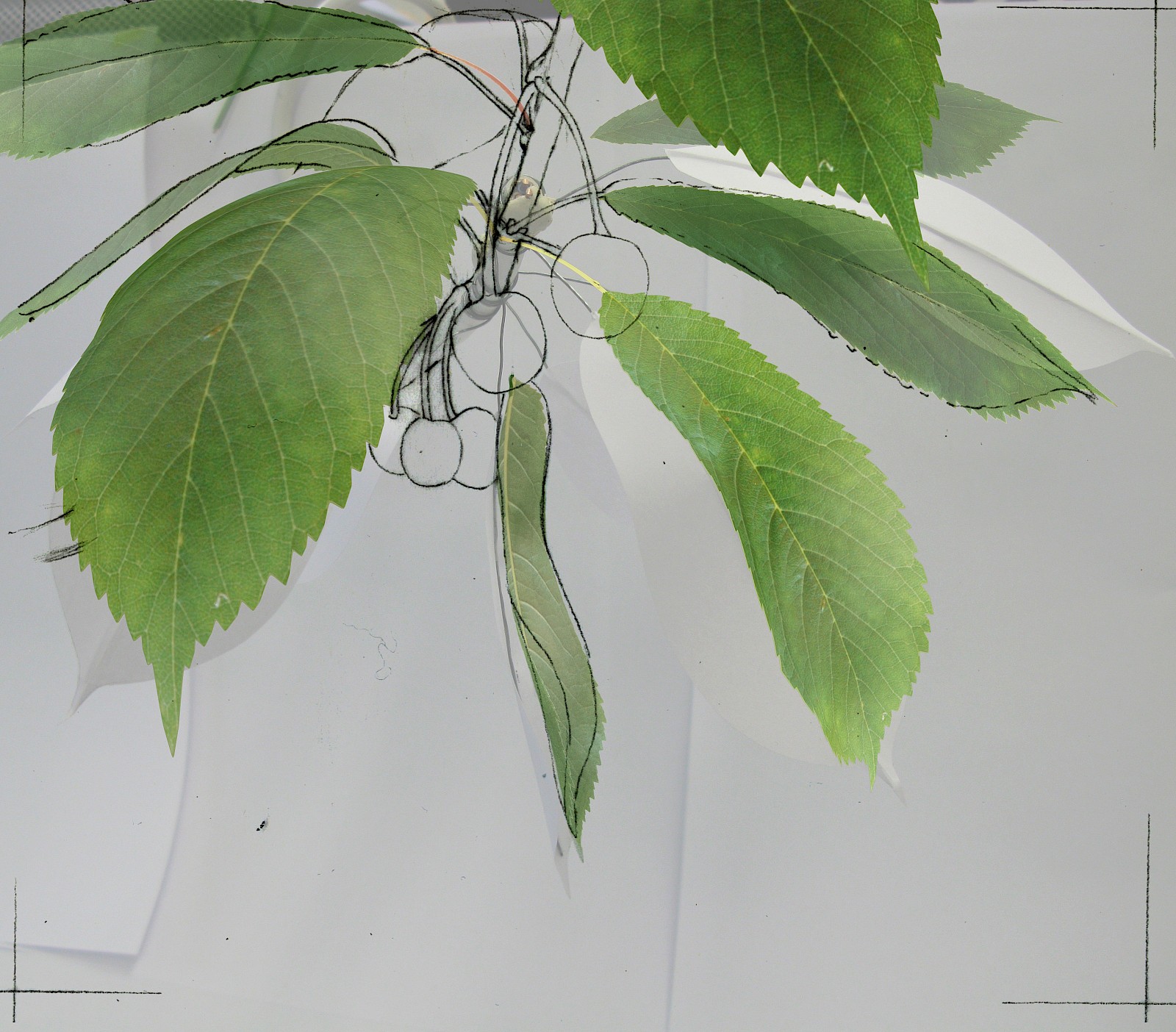 Kirschendarstellungen – Zwischen Tradition und Moderne