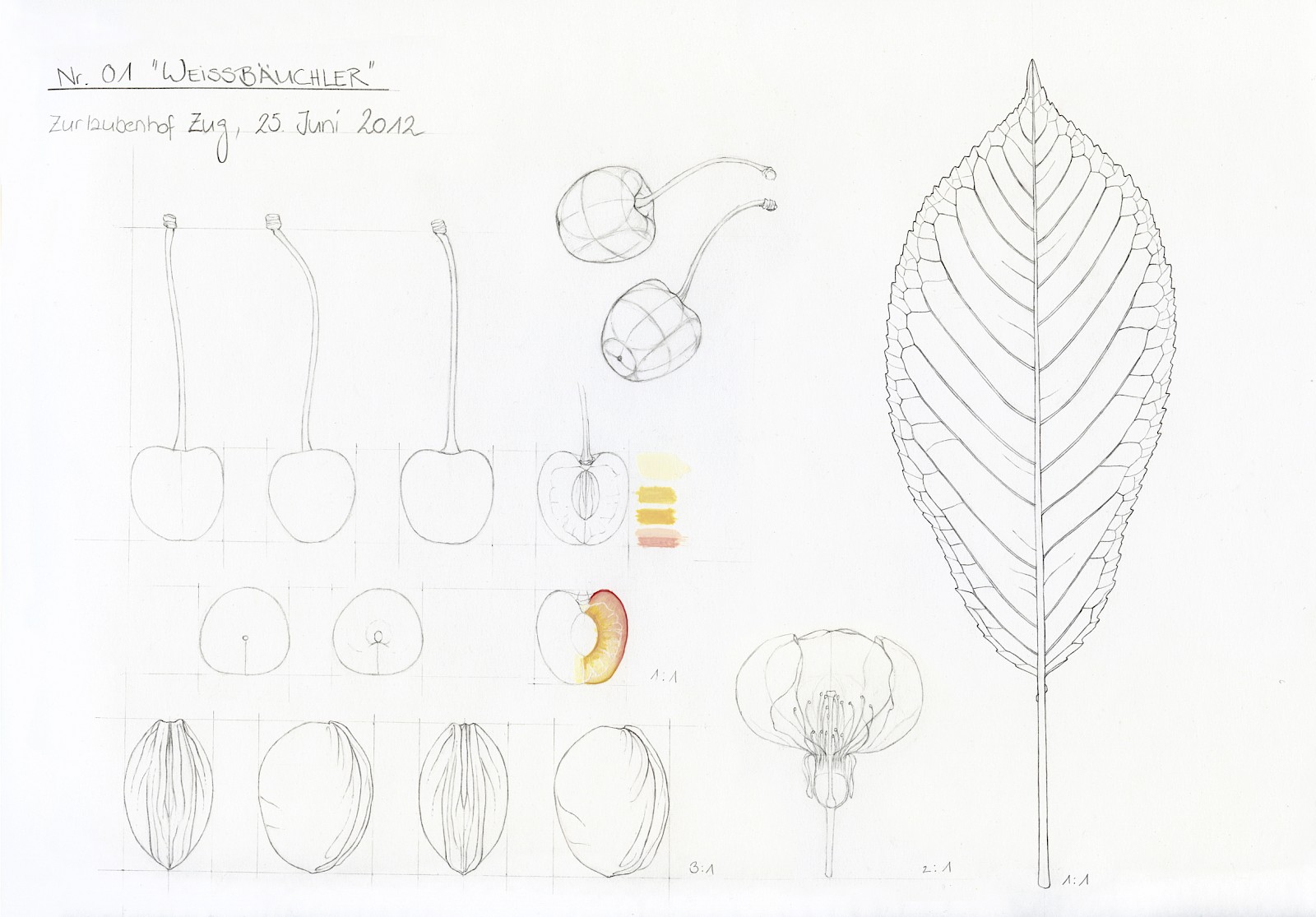 Kirschendarstellungen – Zwischen Tradition und Moderne