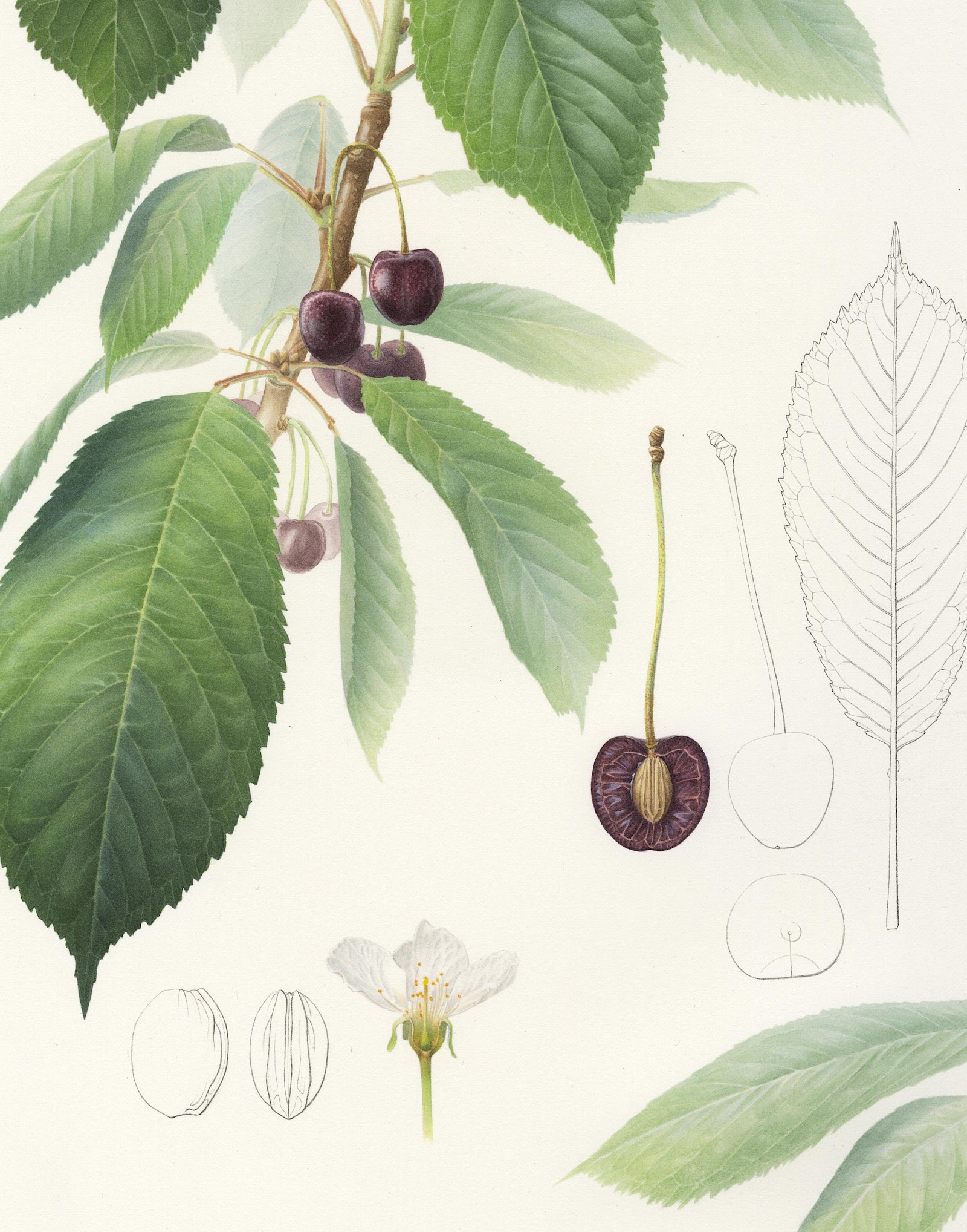 Kirschendarstellungen – Zwischen Tradition und Moderne