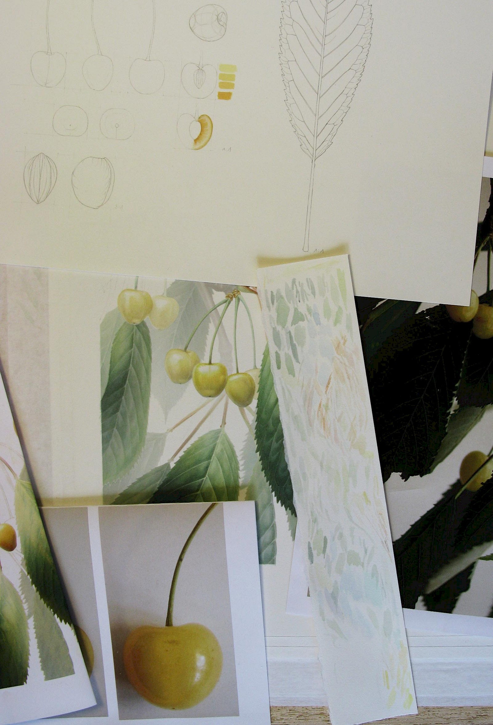 Kirschendarstellungen – Zwischen Tradition und Moderne