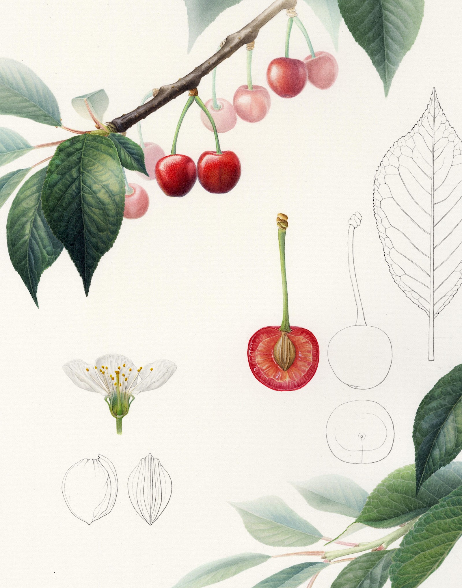 Kirschendarstellungen – Zwischen Tradition und Moderne