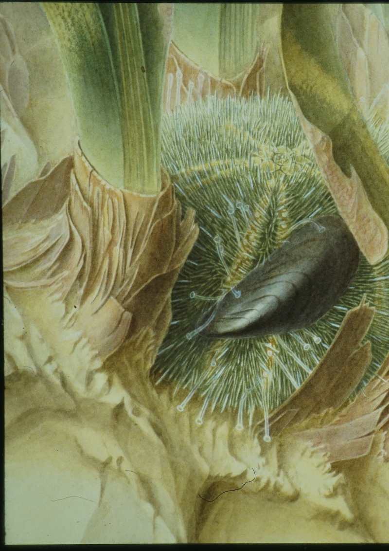 Der Kletterseeigel – Psammechynus microtuberculatus