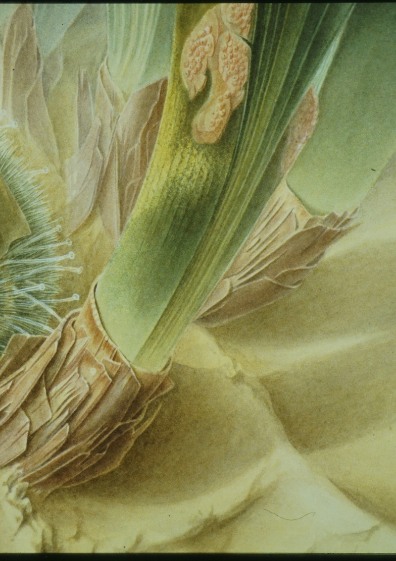Der Kletterseeigel – Psammechynus microtuberculatus