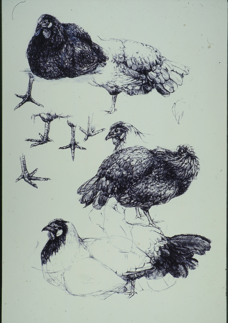 Hühnervögel