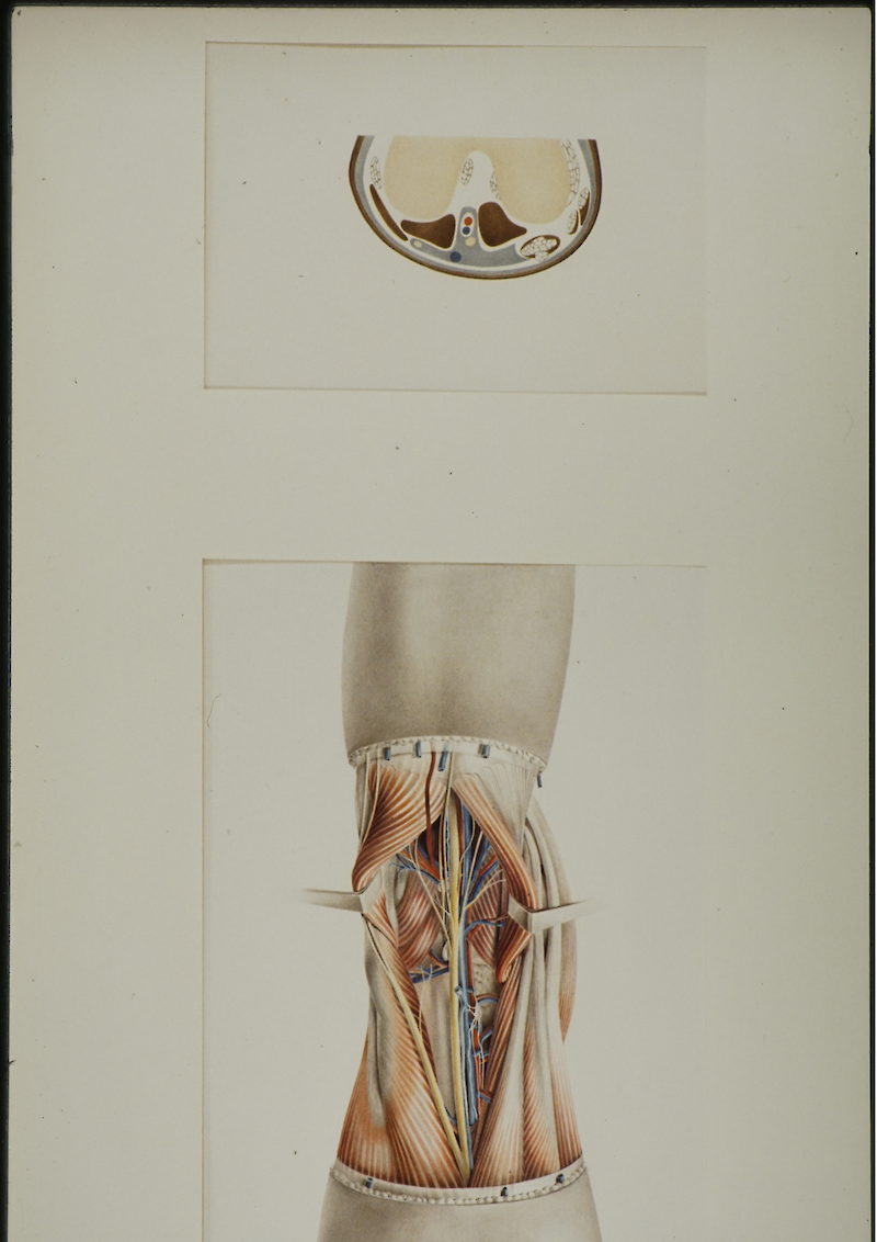 Anatomie der Kniekehle
