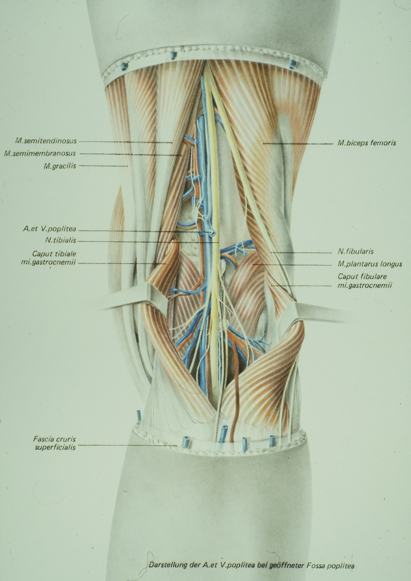 Anatomie der Kniekehle