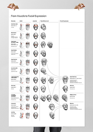 Übersichts-Plakat über alle Muskel-Mimik-Kombinationen.
