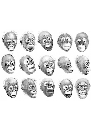 Alle Gesichtsausdrücke des Orang-Utans im Überblick.