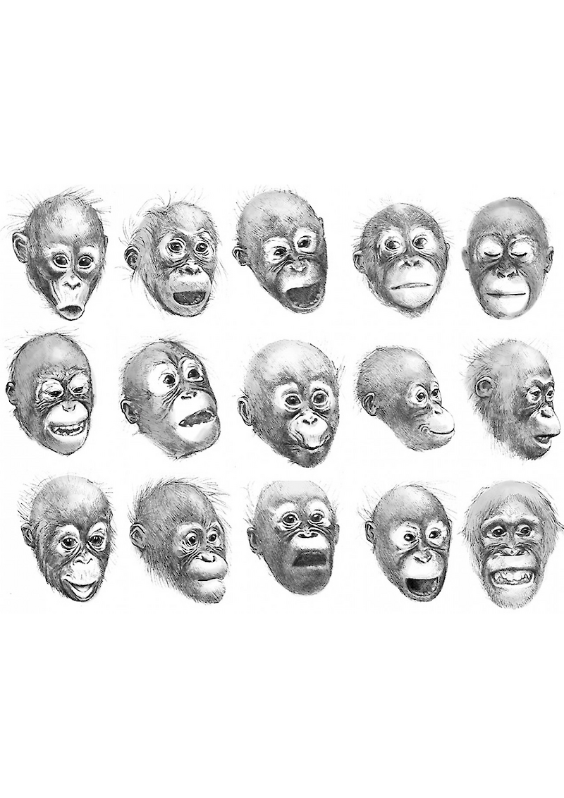 Alle Gesichtsausdrücke des Orang-Utans im Überblick.