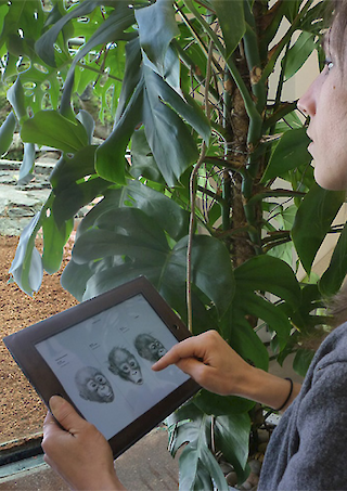 Digital Guide – das digitale interaktive Nachschlagewerk zur Erkennung der Gesichtsausdrücke von Orang-Utans in Aktion.