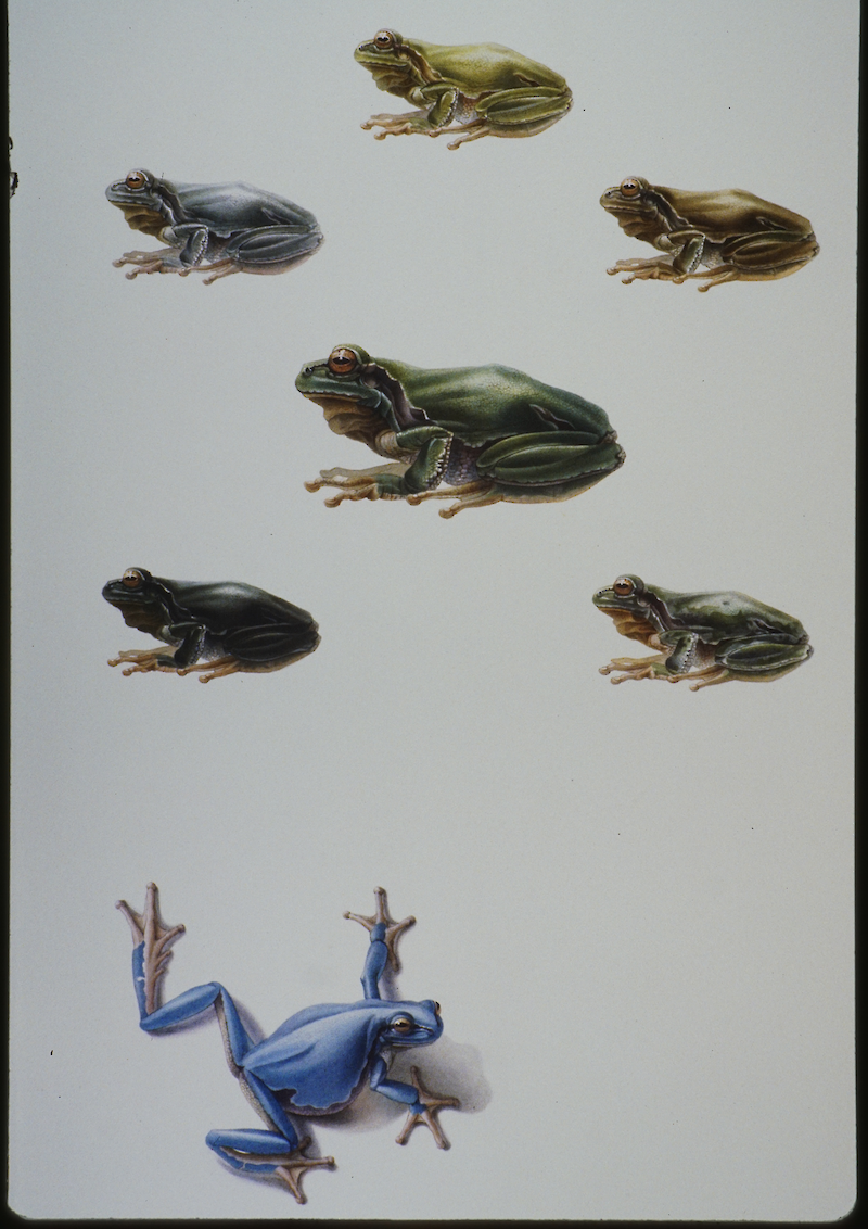 Metamorphose des Laubfroschs