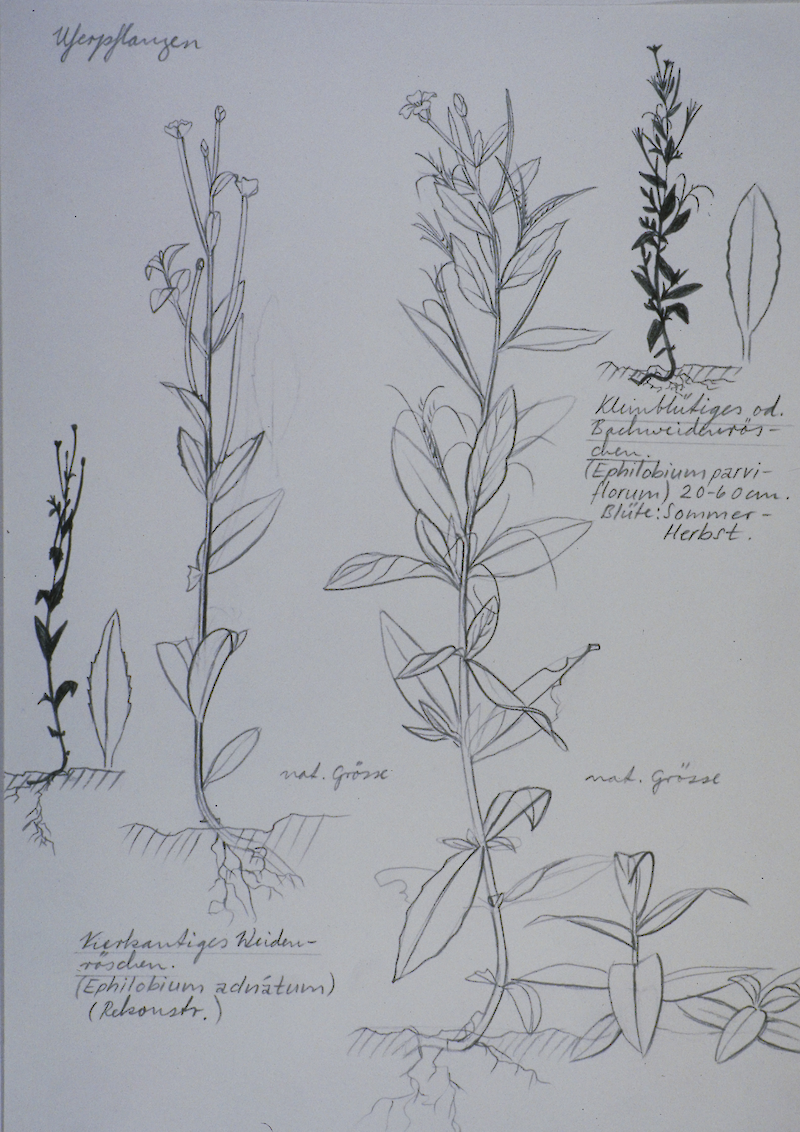 Metamorphose des Laubfroschs
