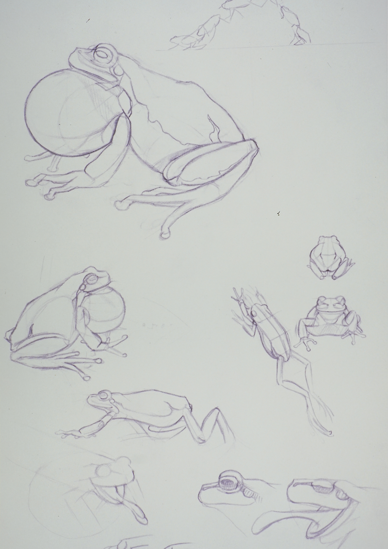 Metamorphose des Laubfroschs