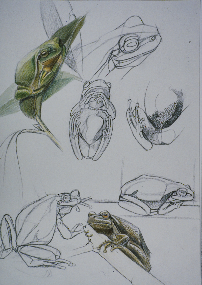 Metamorphose des Laubfroschs