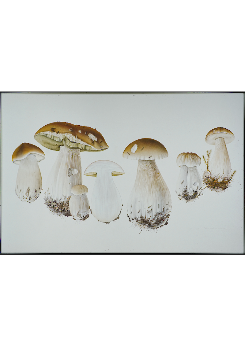 Botanische Illustration – Pilzdarstellung