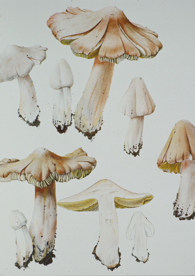 Botanische Illustration – Pilzdarstellung