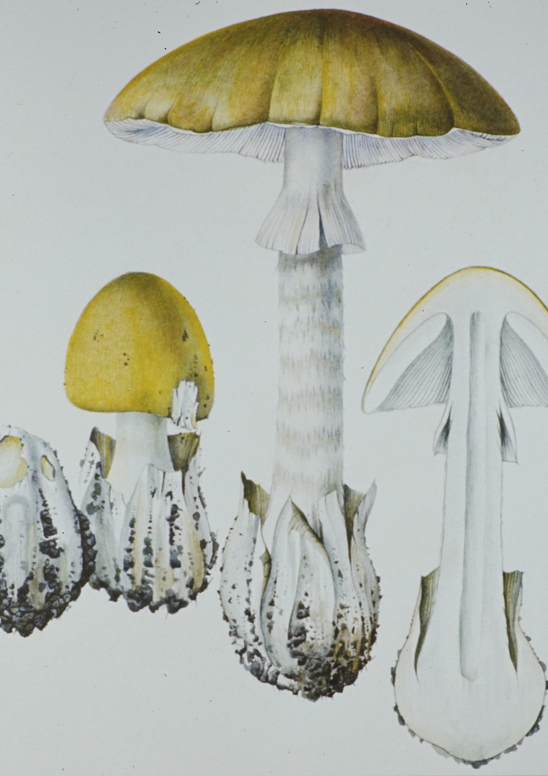 Botanische Illustration – Pilzdarstellung