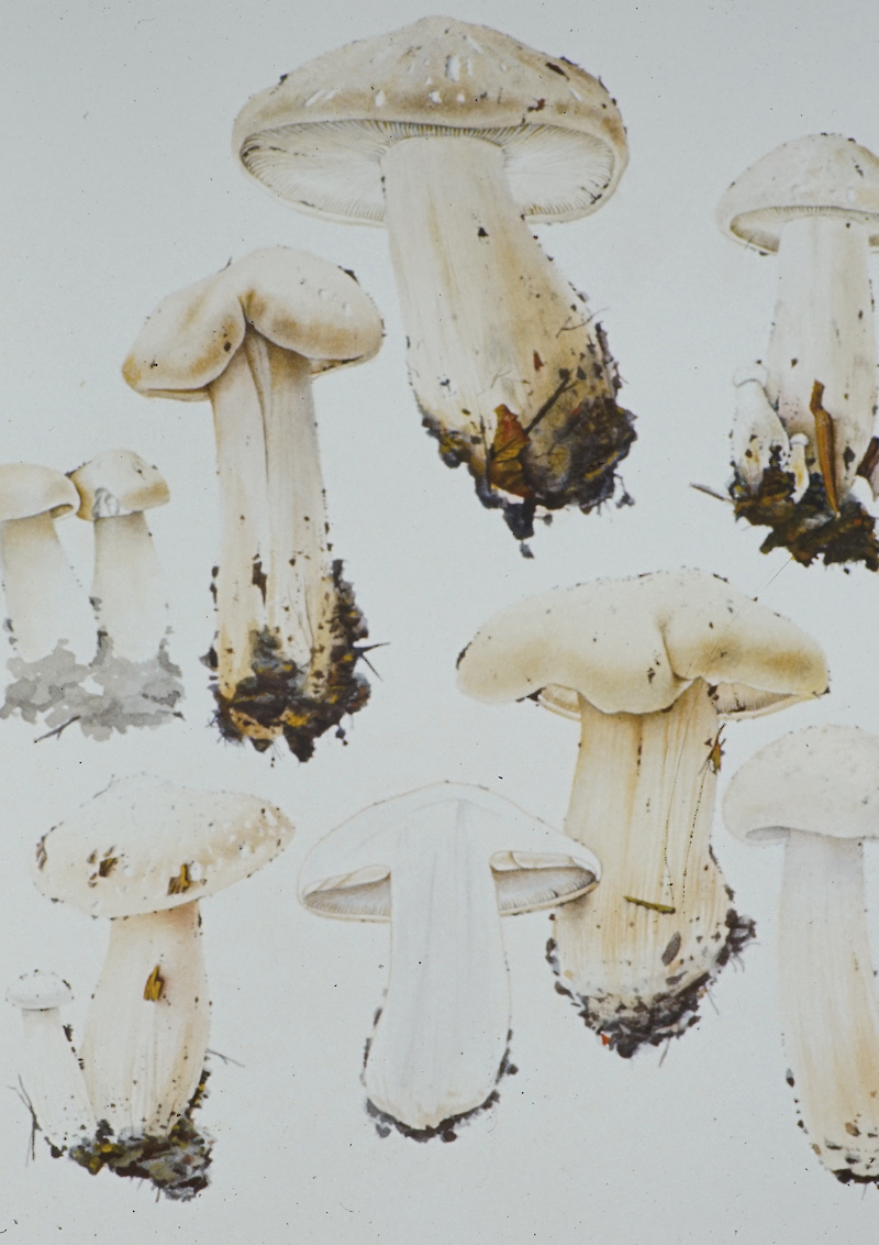 Botanische Illustration – Pilzdarstellung