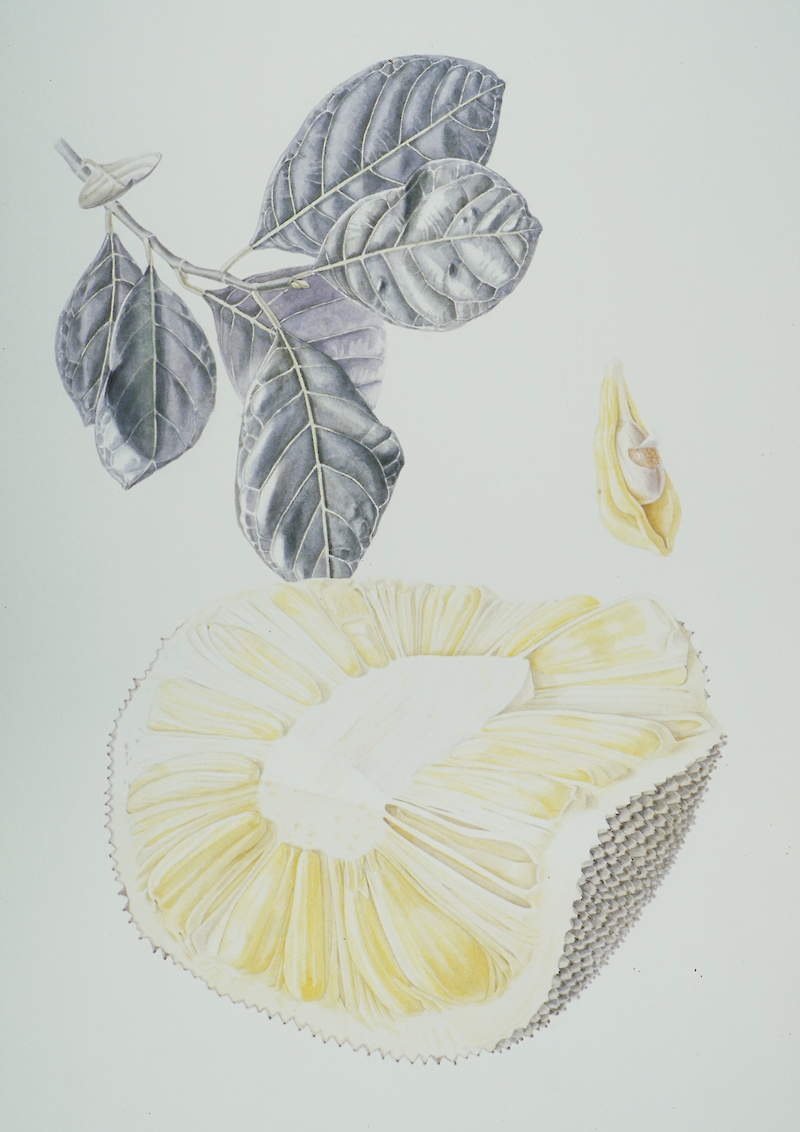 Durian