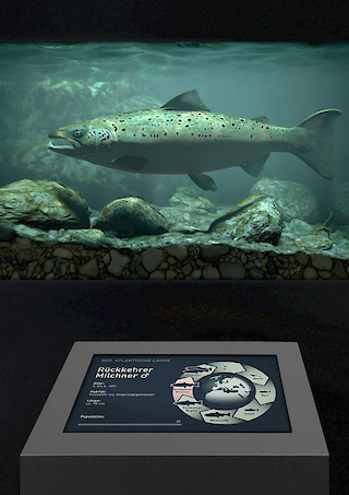 Das Aquarium als Bühne. Für jedes Entwicklungsstadium wurde ein Gewässerausschnitt nachgebaut.