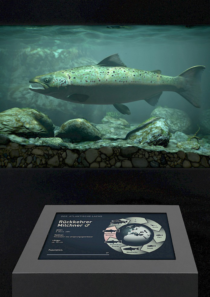 Das Aquarium als Bühne. Für jedes Entwicklungsstadium wurde ein Gewässerausschnitt nachgebaut.