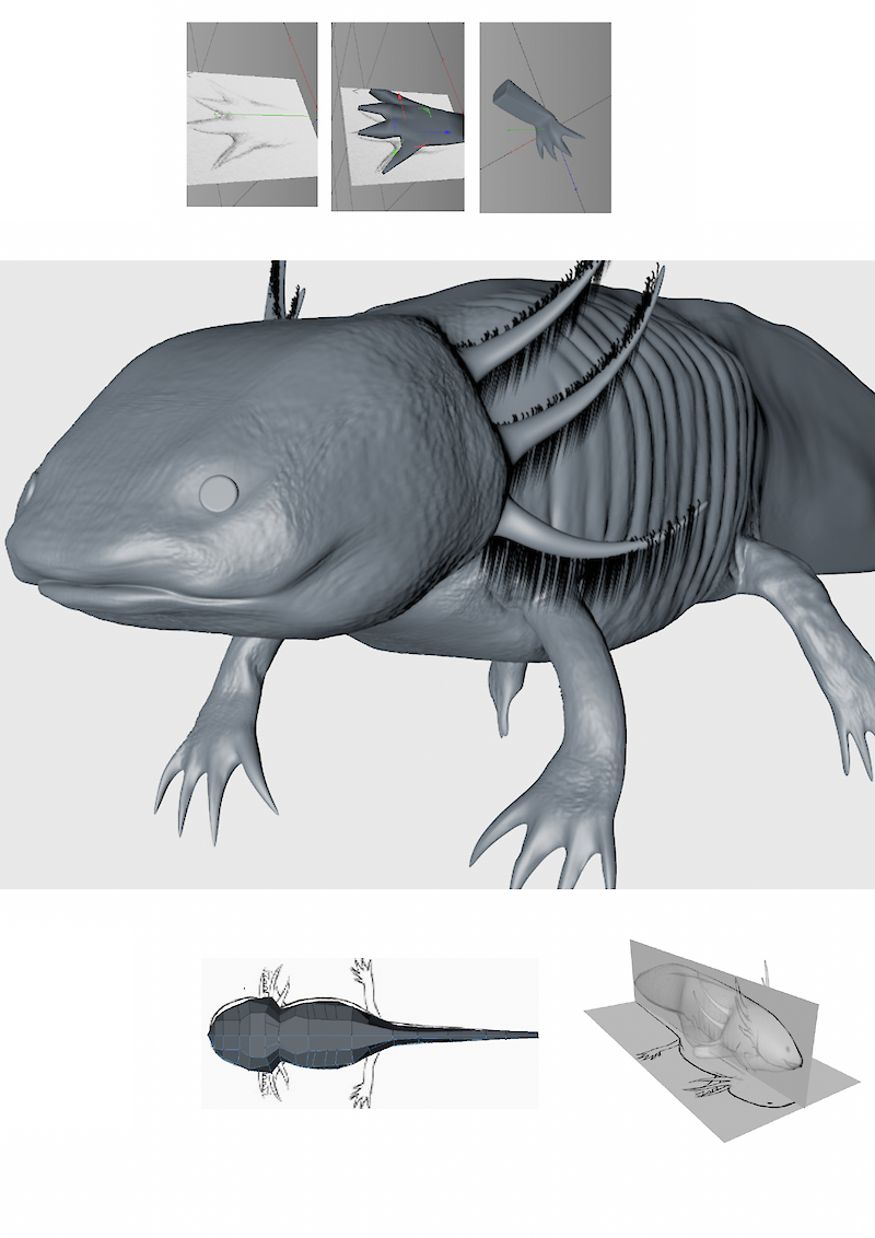 Axolotl – Ein Regenartionsmysterium