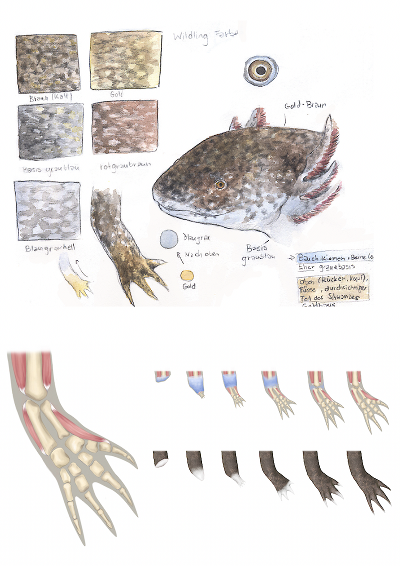 Axolotl – Ein Regenartionsmysterium