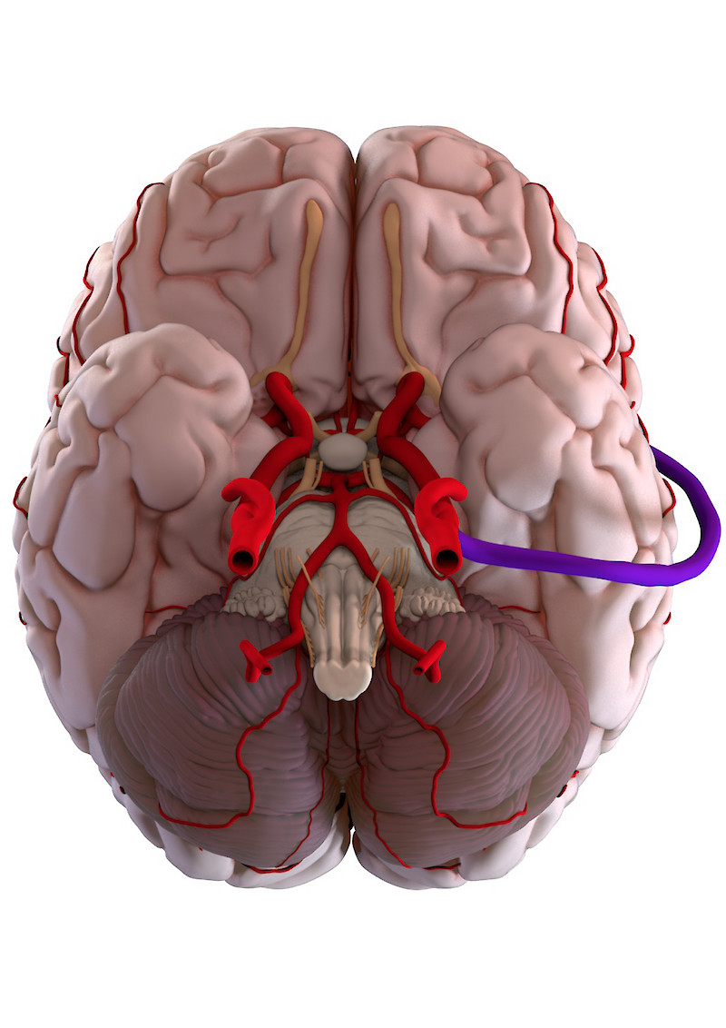 Gyri, Sulci et Arteriae