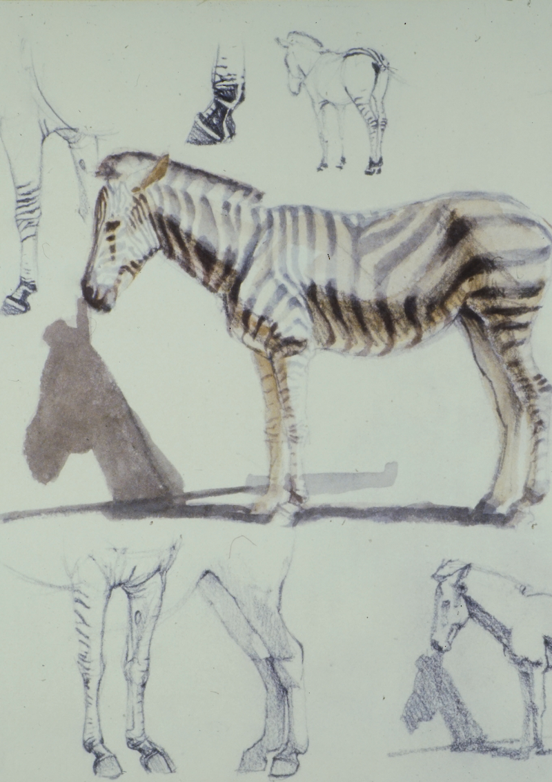 Zebras