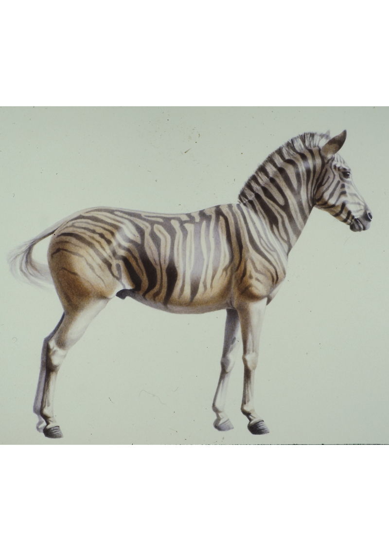 Zebras