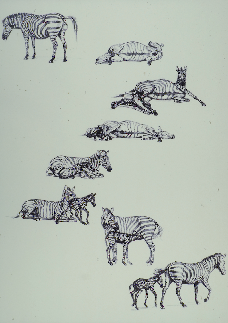 Zebras