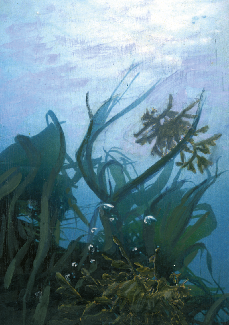 Phycodurus eques – Ein bemerkenswerter Meeresbewohner