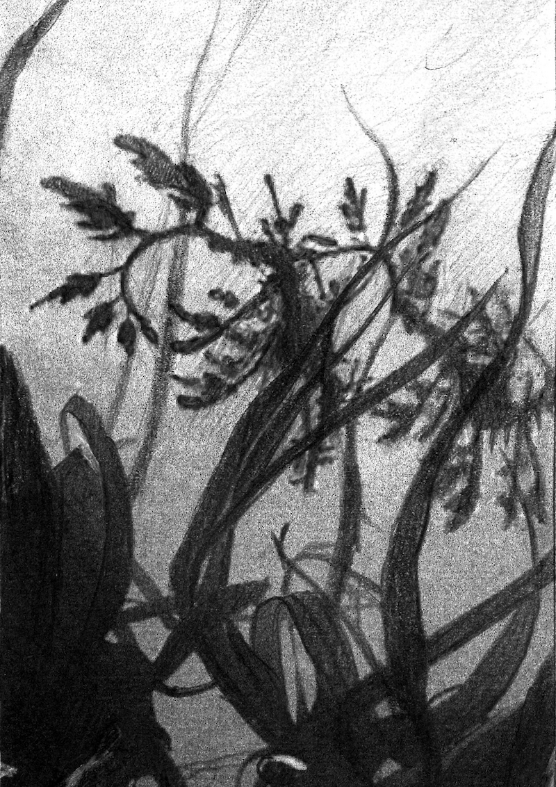 Phycodurus eques – Ein bemerkenswerter Meeresbewohner
