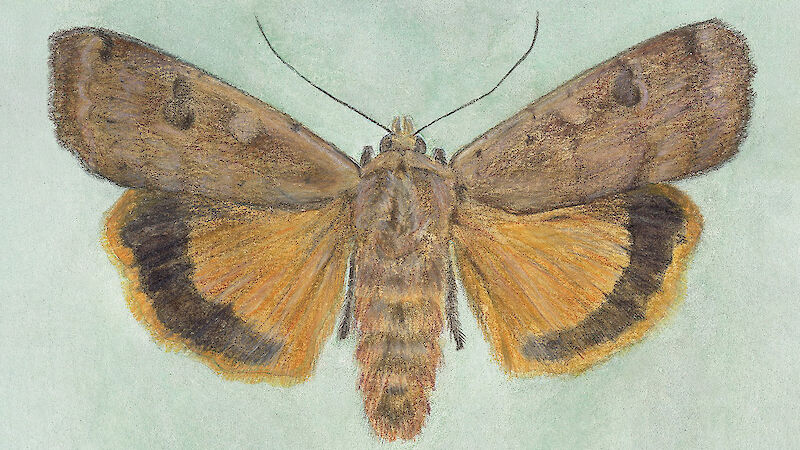 Topansicht von Hausmutter – Noctua pronuba.