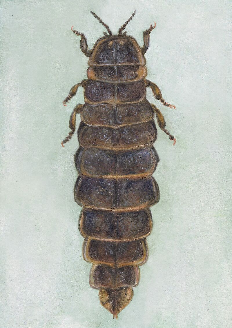 Topansicht von Glühwürmchen/Grosser Leuchtkäfer – Lampyris noctiluca.