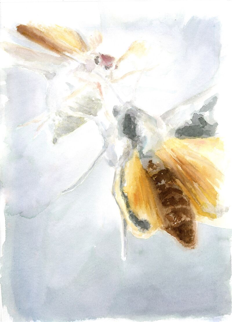 Zwischenstand von Plakat Nr. 2 – Kollisionsmoment zwischen Maikäfer und Hausmutter.