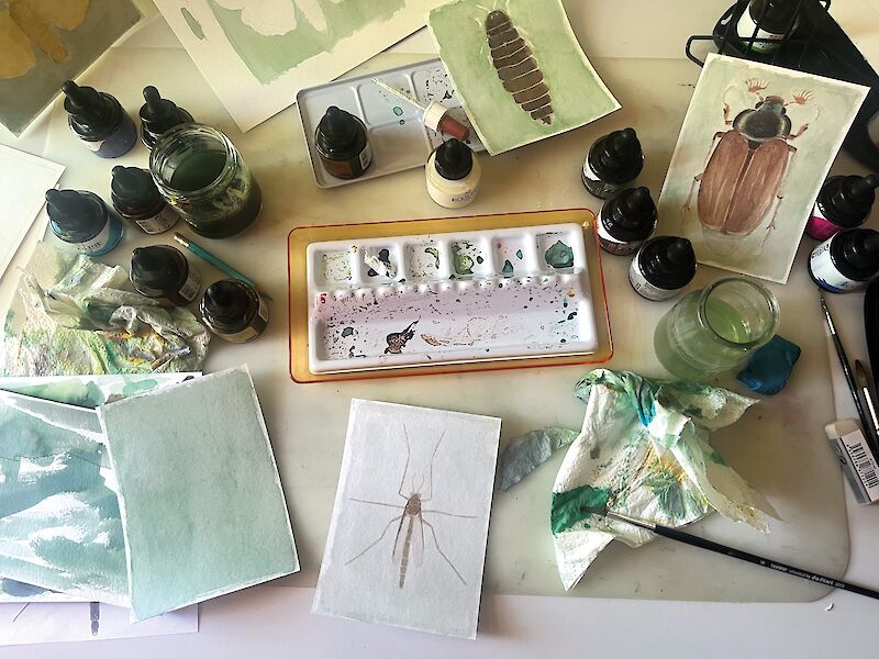 Mein Arbeitsplatz zu Hause während der Arbeit an den Insektenillustrationen .
