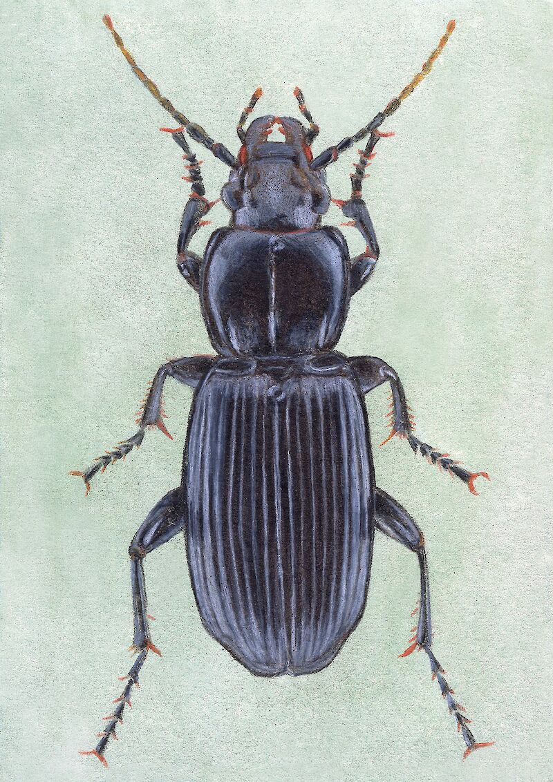Topansicht von Gemeiner Grabkäfer – Pterostichus melanarius.