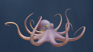 Der Gemeine Krake (Octopus vulgaris).