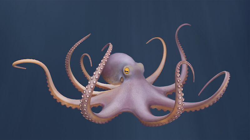 Der Gemeine Krake (Octopus vulgaris).